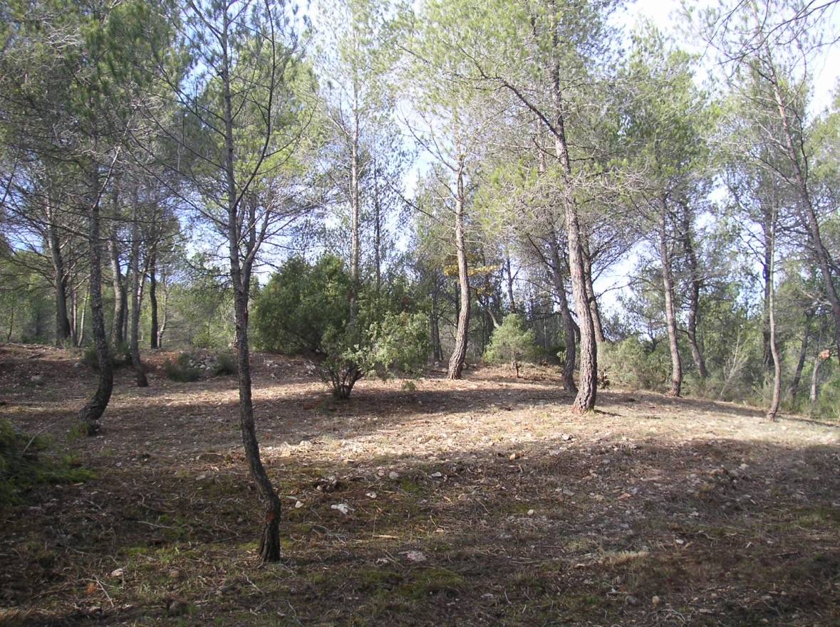 Obligation d'informer sur le débroussaillage dans les  diagnostiques ERP (état des risques et pollution) 